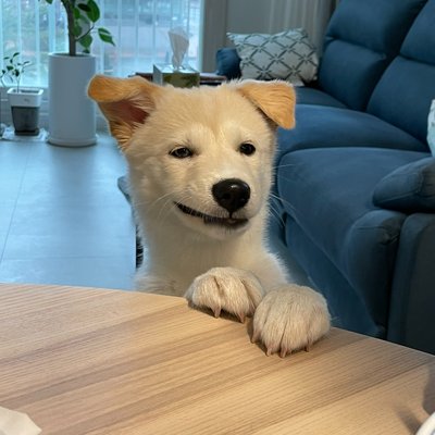 GoGoPet 마스코트